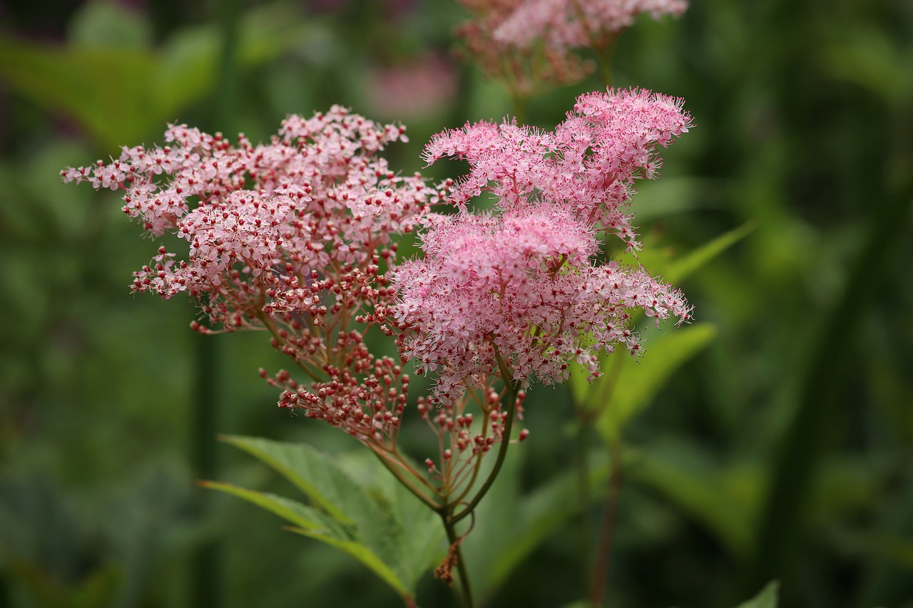 plantes à cultiver pour se soigner